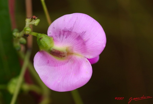 005 Canyon Blanc Fleur Violette IMG_3743wtmk.jpg