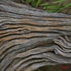 020 Canyon Blanc Branche Morte IMG_3569WTMK.jpg