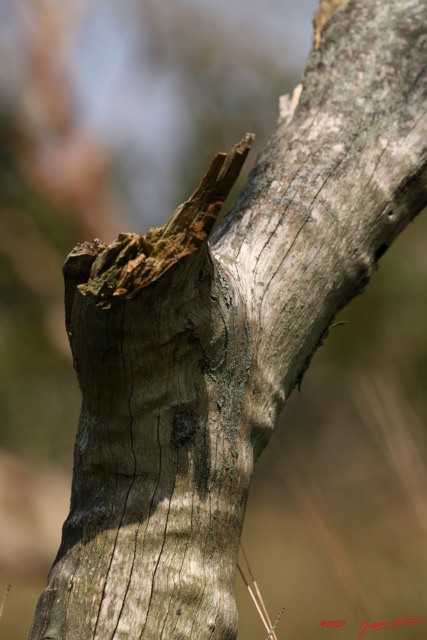 021 Canyon Blanc Branche Morte IMG_3582wtmk.jpg