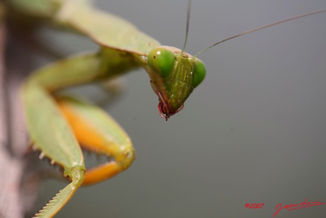 027 Canyon Blanc Insecte Mantodea Mante IMG_3608WTMK.jpg