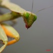 027 Canyon Blanc Insecte Mantodea Mante IMG_3608WTMK.jpg