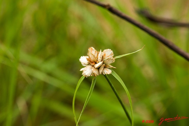 025 Canyon Rouge Fleur 8EIMG_25063wtmk.jpg
