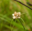 025 Canyon Rouge Fleur 8EIMG_25063wtmk.jpg