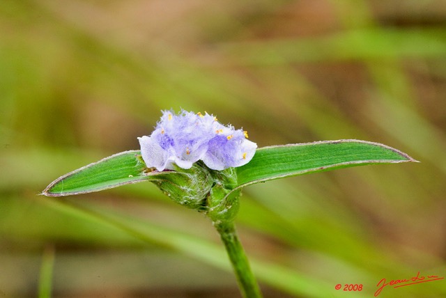026 Canyon Rouge Fleur 8EIMG_25066wtmk.jpg
