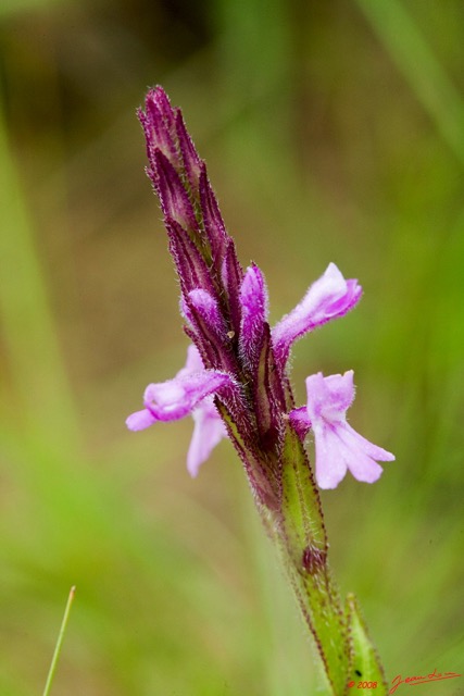 028 Canyon Rouge Fleur 8EIMG_25076wtmk.jpg