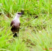 032 Canyon Rouge Oiseau 8EIMG_24853wtmk.jpg