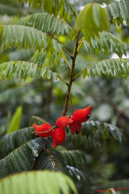 016 Lac Caiman Fruit Rouge 10E5K2IMG_57489wtmk.jpg