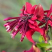 007 KABAGA Fleur 7IMG_6830WTMK.JPG