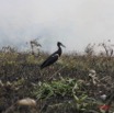 012 KABAGA Oiseau 7IMG_6801WTMK.JPG