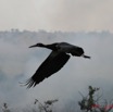 013 KABAGA Oiseau Volant 7IMG_6802wtmk.JPG