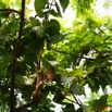 012 KABAGA Plante Parasite 8EIMG_20180WTMK.JPG
