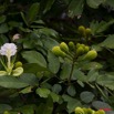 013 KABAGA Lac Fleur 8EIMG_20471wtmk.JPG