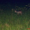 022 KABAGA Lac Chacal la Nuit 8EIMG_20313wtmk.JPG