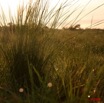 030 KABAGA Herbes avec Rosee le Matin 8EIMG_20359WTMK.JPG