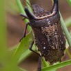 039 KABAGA Insecte Heteroptere Punaise 8EIMG_20411wtmk.JPG