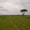 043 KABAGA Savane et Arbre 8EIMG_20482wtmk.JPG
