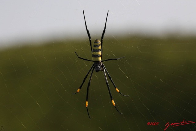 008 Mont KALAMI Araignee Nephila 7IMG_6280WTMK.JPG