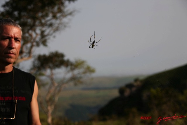 009 Mont KALAMI Araignee NEPHILA-JLA 7IMG_6236WTMK.JPG