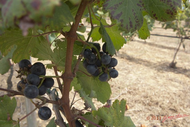 006 ASSIAMI le Raisin 12G1XIMG_82079wtmk.jpg