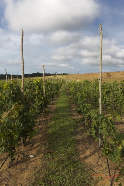 010 NGOUONI le Vignoble Equatorial 14E5K3IMG_96647wtmk.jpg