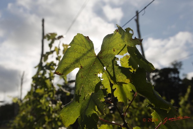 015 NGOUONI le Vignoble Equatorial Feuille de Vigne 14E5K3IMG_96638wtmk.jpg