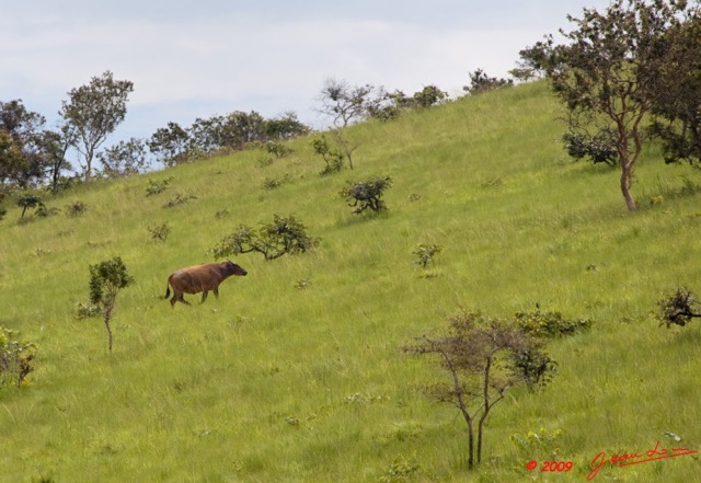 009 Parc NPB2 Savane avec Buffle 9E5K2IMG_54563awtmk.jpg