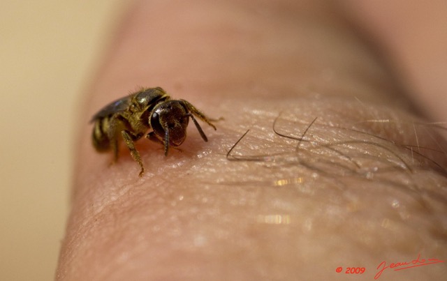 018 OBOLI Abeille Melipone 9E5K2IMG_53035wtmk.jpg