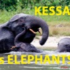 020 Titre Photos KESSALA Les Elephants.jpg