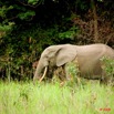 028 KESSALA Elephant Solitaire 8EIMG_25742wtmk.jpg