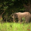 030 KESSALA Elephant Solitaire 8EIMG_25754wtmk.jpg