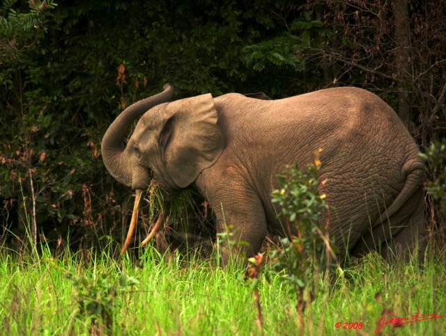 031 KESSALA Elephant Solitaire a 8EIMG_25755wtmk.jpg