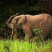 031 KESSALA Elephant Solitaire a 8EIMG_25755wtmk.jpg