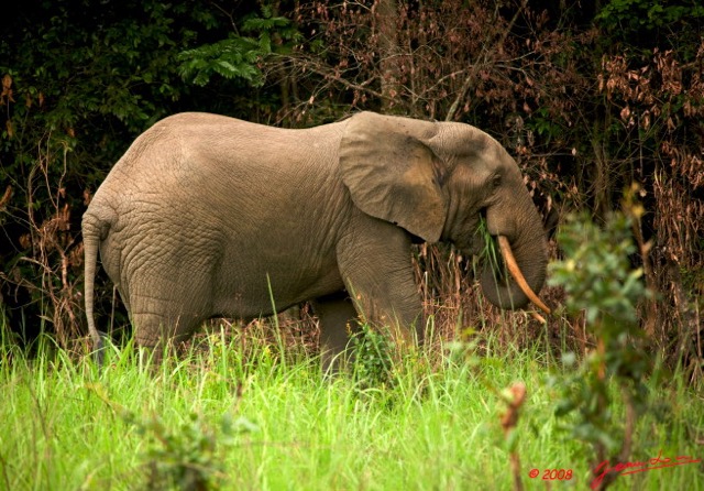 032 KESSALA Elephant Solitaire 8EIMG_25763wtmk.jpg