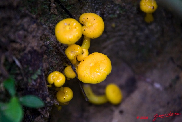 036 KESSALA Champignons Jaunes 8EIMG_25933wtmk.jpg