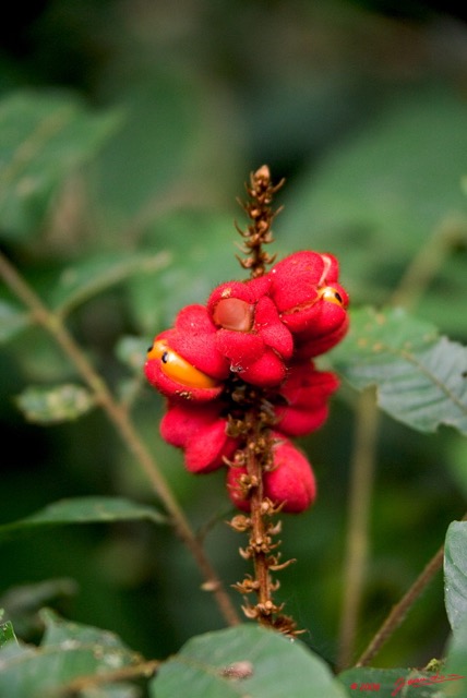 051 KESSALA Fruits 8EIMG_25917wtmk.jpg