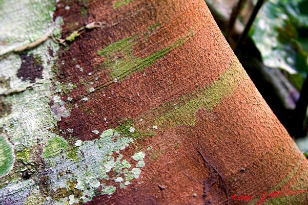 056 KESSALA Arbre Ecorce Rouge 8EIMG_26002wtmk.jpg