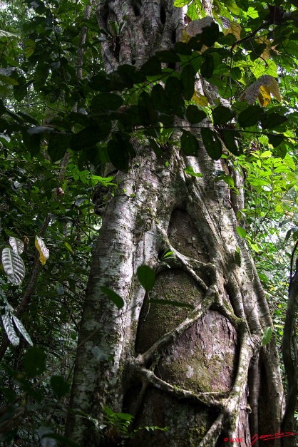 057 KESSALA Arbre et Ficus Etrangleur 8EIMG_25983wtmk.jpg