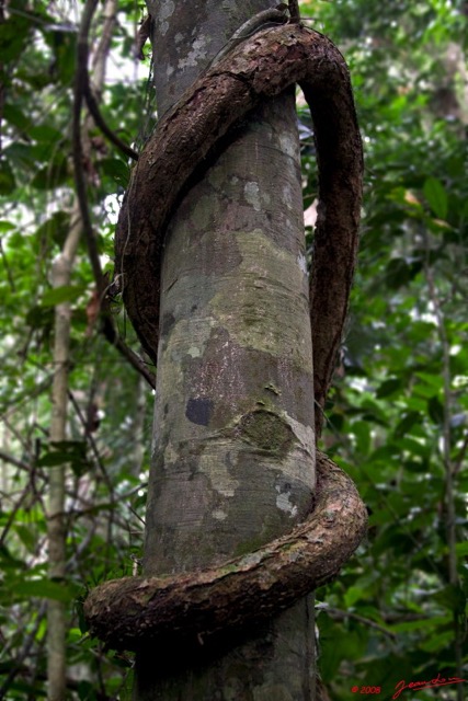 060 KESSALA Arbre et Liane Parasite 8EIMG_25949wtmk.jpg