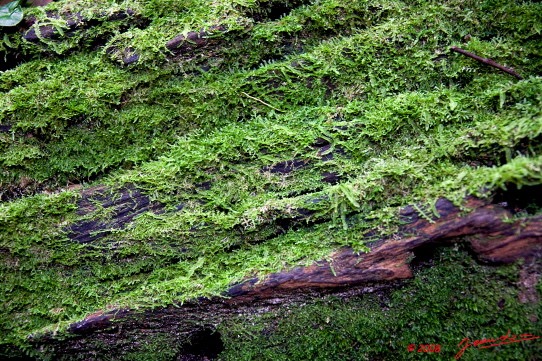 062 KESSALA Arbre et Mousses 8EIMG_25942wtmk.jpg