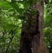 066 KESSALA Arbre et Plante Parasite 8EIMG_25926wtmk.jpg