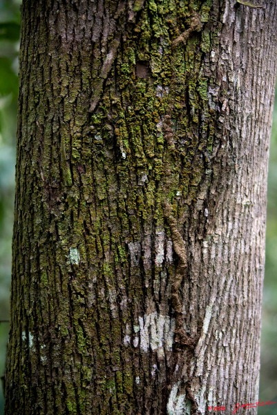 072 KESSALA Ecorce Arbre 8EIMG_26006wtmk.jpg