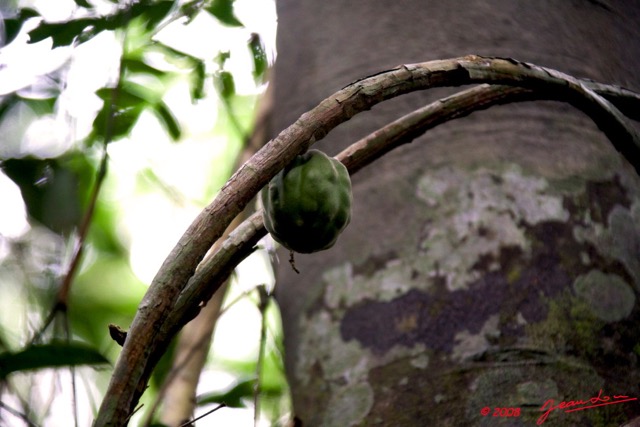 075 KESSALA Arbre Liane et Fruit 8EIMG_25952wtmk.jpg