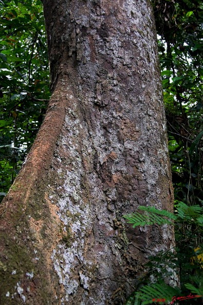 077 KESSALA Arbre Okoume avec Racines Geantes 8EIMG_25974wtmk.jpg