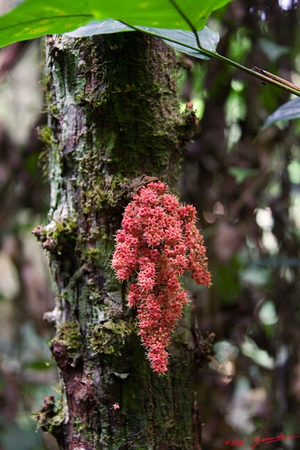 079 KESSALA Arbre Omvoula et Fruits 8EIMG_25998wtmk.jpg