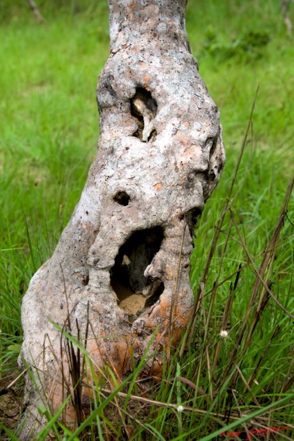 081 KESSALA Tronc Arbre 8EIMG_26015wtmk.jpg