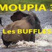 022 Titre Photos Moupia 3 les Buffles.jpg