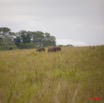 028 MOUPIA 3 Savane avec Elephants 9E5K2IMG_55332wtmk.jpg