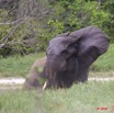 041 MOUPIA 3 Elephant 9E5K2IMG_55360wtmk.jpg