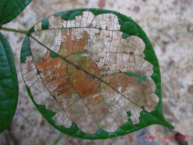 009 OSSELE Feuille rongee IMG_2174WTMK.JPG