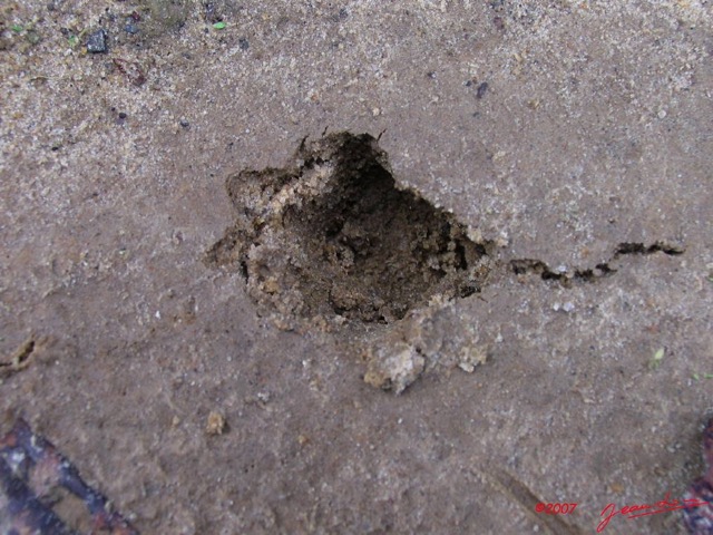 011 OSSELE Empreinte Antilope a Patte Blanche IMG_2140WTMK.JPG